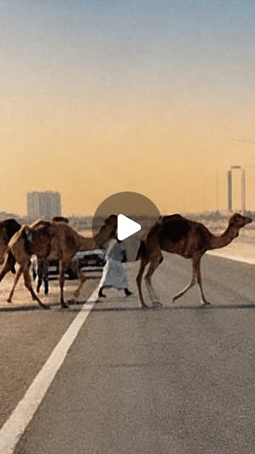 @DXBMediaOffice_gov_ae